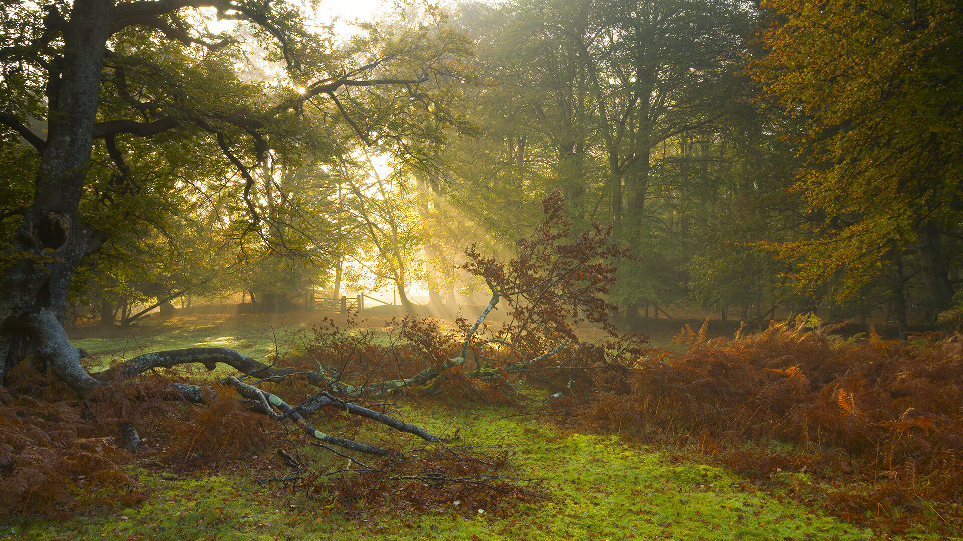 开云-德国名将沙欣宣布退役,足球生涯完美句点